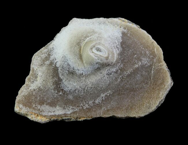 Fossil Pearl - Smoky Hill Chalk, Kansas #64147